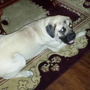 Meet your Posher, Darian